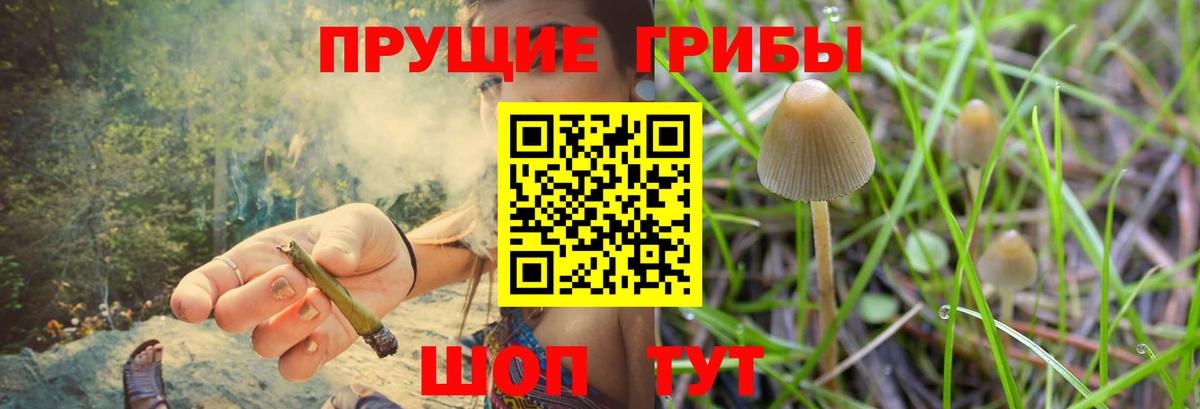 Псилоцибиновые грибы Cubensis Нягань
